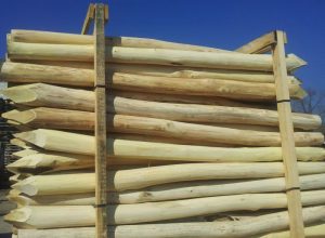 Akác rönk amiből dolgozunk. Kerek keresztmetszetű.